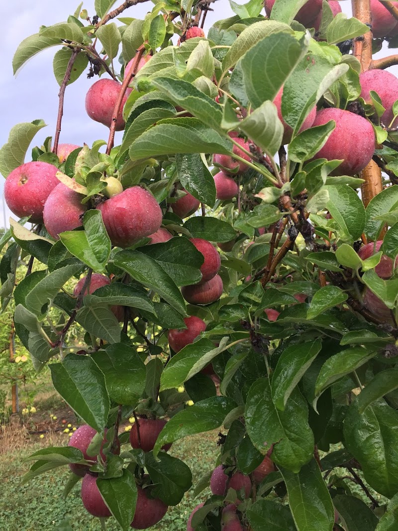 Bauman Orchards Inc in Cleveland