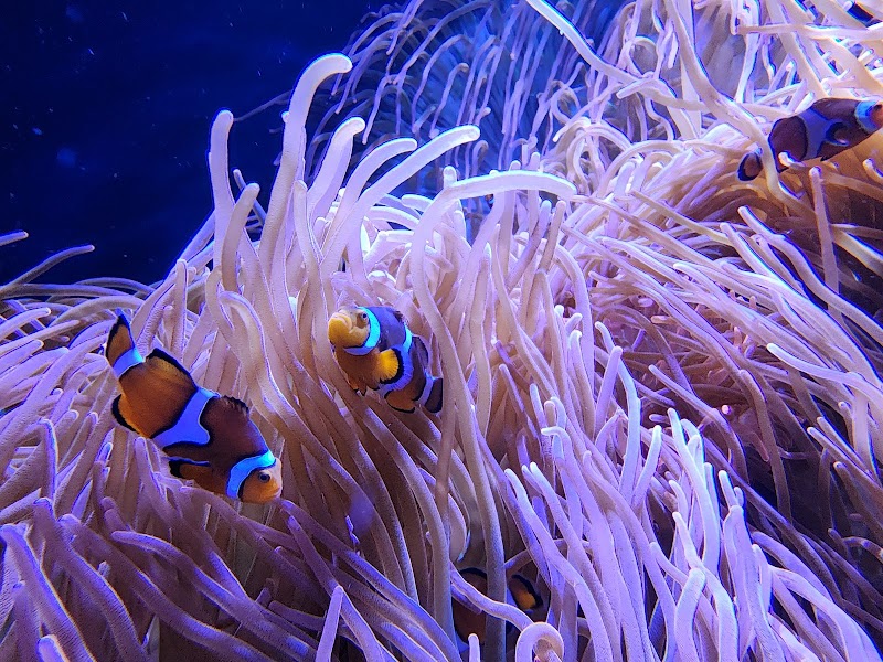 Toledo Zoo Aquarium Cleveland atmosphere
