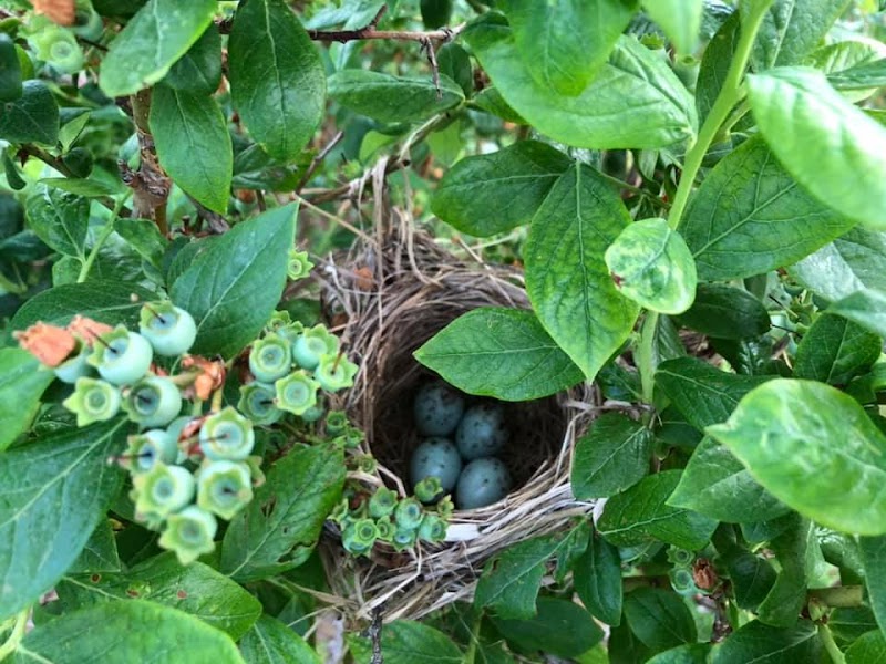 Blue Jay Orchard in Cleveland