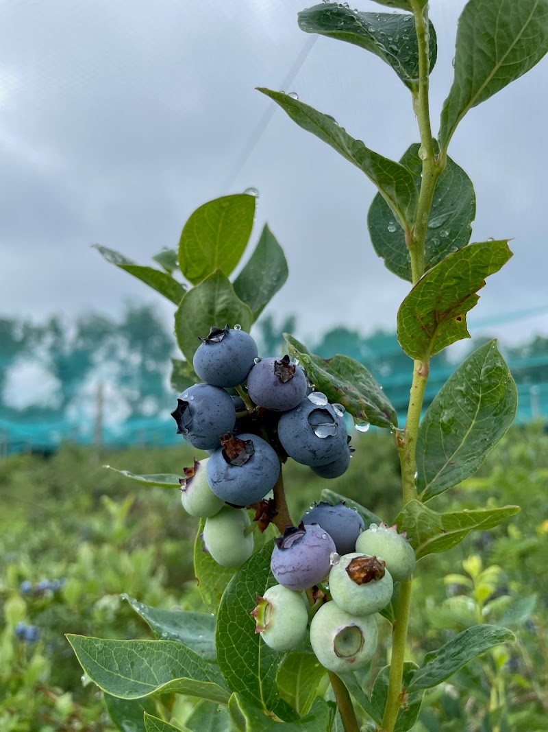 Blue Jay Orchard Cleveland interior