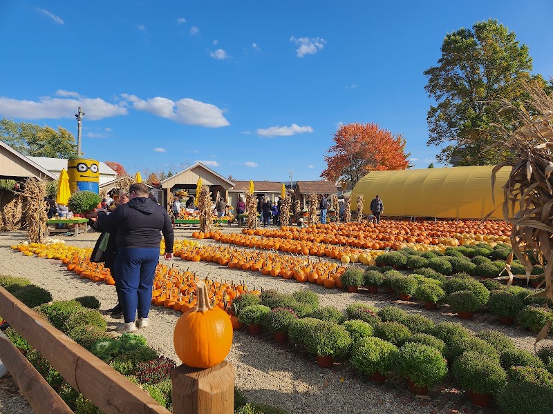 Mulberry Corners Pumpkins Cleveland atmosphere