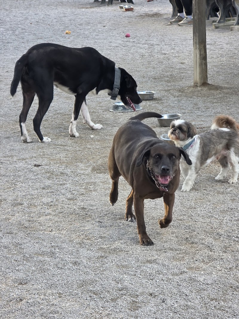 Lakewood Dog Park Cleveland atmosphere