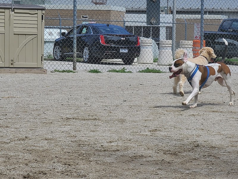 Lakewood Dog Park Cleveland atmosphere