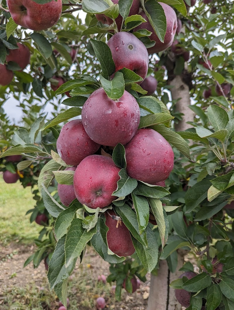 Arrowhead Orchard Cleveland atmosphere