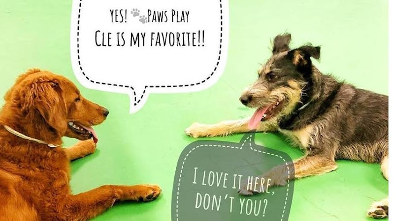 Max and Alayna's Paws Play