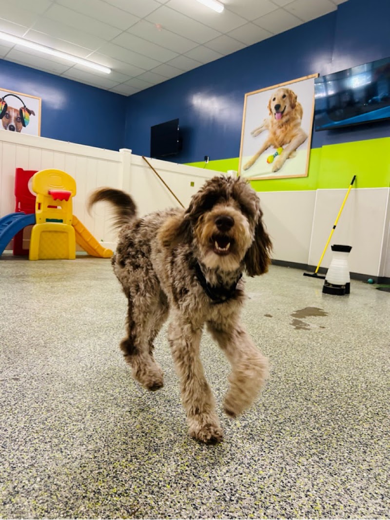 Max and Alayna's Paws Play Cleveland interior