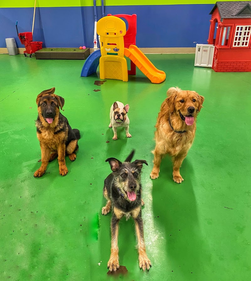 Max and Alayna's Paws Play Cleveland atmosphere