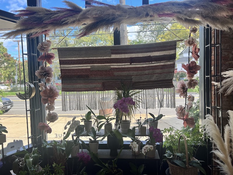 Urban Orchid