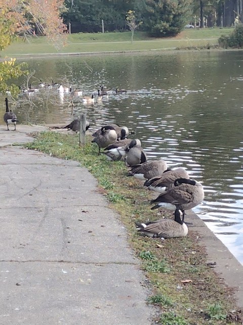Forest Hill Park Fishing Pond Cleveland atmosphere