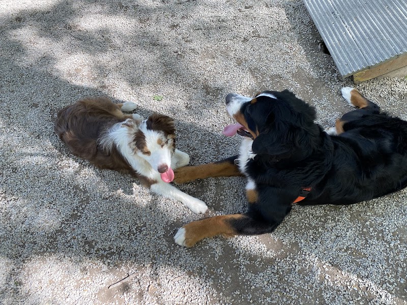 Avon Lake Dog Park Cleveland atmosphere