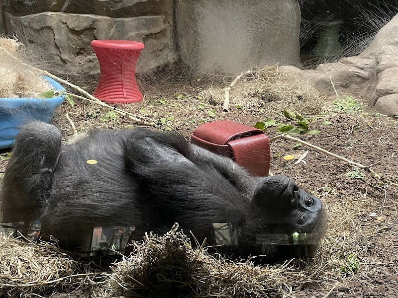Primate, Cat & Aquatics