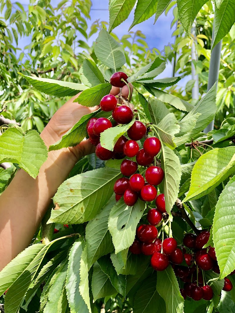 Miller Orchards in Cleveland